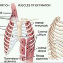 I muscoli respiratori